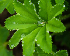 Heilende Pflanzen in der Frauenheilkunde