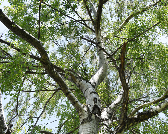 Ganzheitliche Ausleitung und Entgiftung mit Heilpflanzen