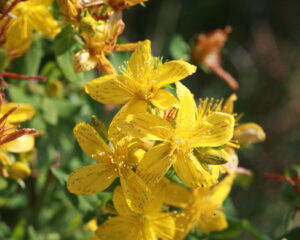 Resilienz, Heilpflanzen für eine psychische Widerstandskraft