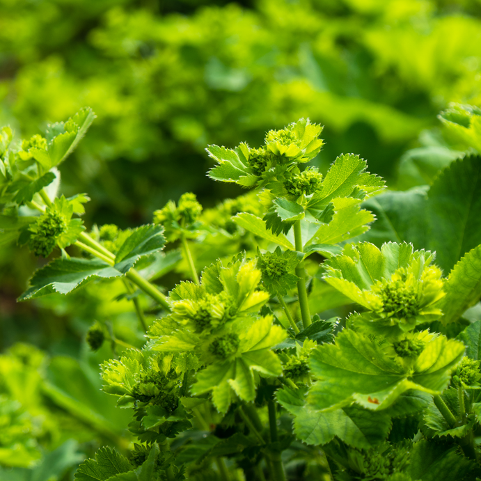 Ceres kennenlernen: Heilpflanzen für die Frauenheilkunde