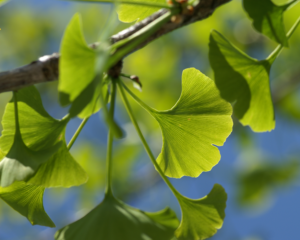 Heilpflanzen in der Geriatrie