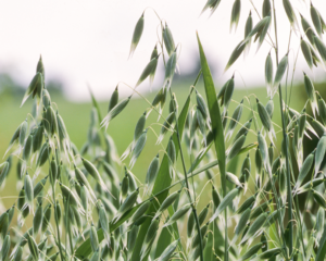 Heilpflanzen im Wochenbett: Hormone, Stillzeit & Regeneration