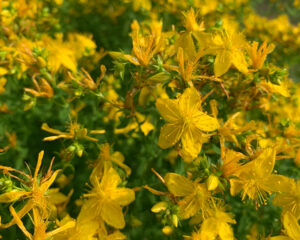 Heilpflanzen für Immunsystem, Nerven und Schlaf