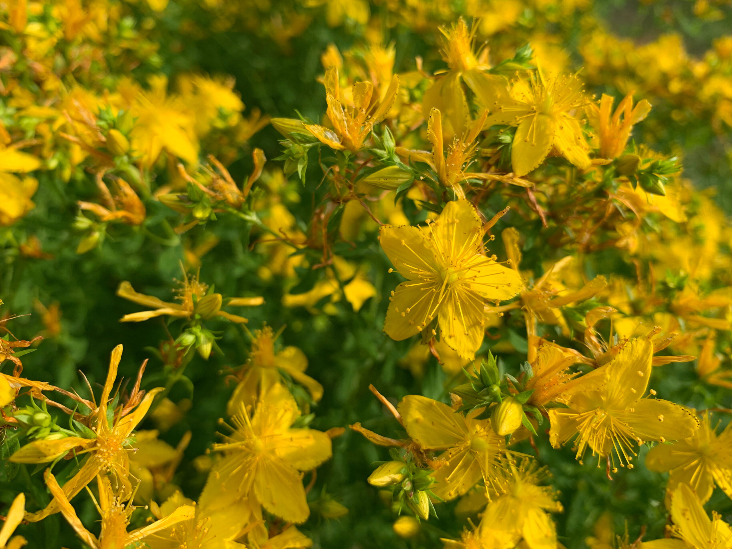 Heilpflanzen für Immunsystem, Nerven und Schlaf