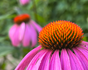 Ceres kennenlernen: Heilpflanzen zur Stärkung des Immunsystems