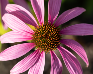 Journée au vert pour professionnels – système immunitaire