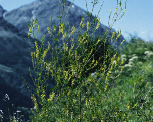 Cours d’introduction à l’utilisation des teintures mères