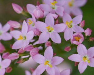 Ganzheitliche Hautheilkunde mit Heilpflanzen: wesenhafte Anwendung