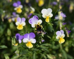 Ganzheitliche Hautheilkunde im Kindesalter: Unterstützung mit Heilpflanzen