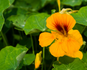 Grundlagenwissen und therapeutische Anwendung der Ceres-Arzneimittel