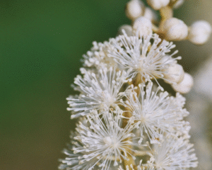 Heilende Pflanzen in der Frauenheilkunde