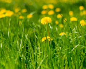Eine lebendige Heilpflanzenkunde mit wesenhaften Urtinkturen