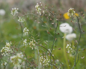 Ganzheitliche Frauenheilkunde - Zyklus und Menstruation