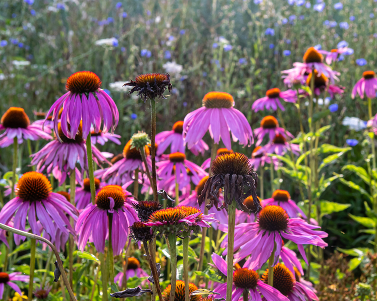 Ceres Erlebnistag für Fachpersonen - Ganzheitliche Unterstützung des Immunsystems