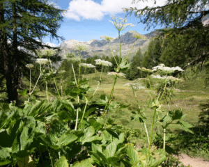 Natürliche Begleitung von Long-Covid und Post-Vac