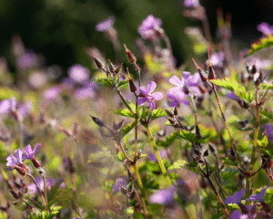 Einführung in Wesen, Signatur & Anwendung: Frauenmantel (Alchemilla) & stinkender Storchschnabel (Geranium robertianum)