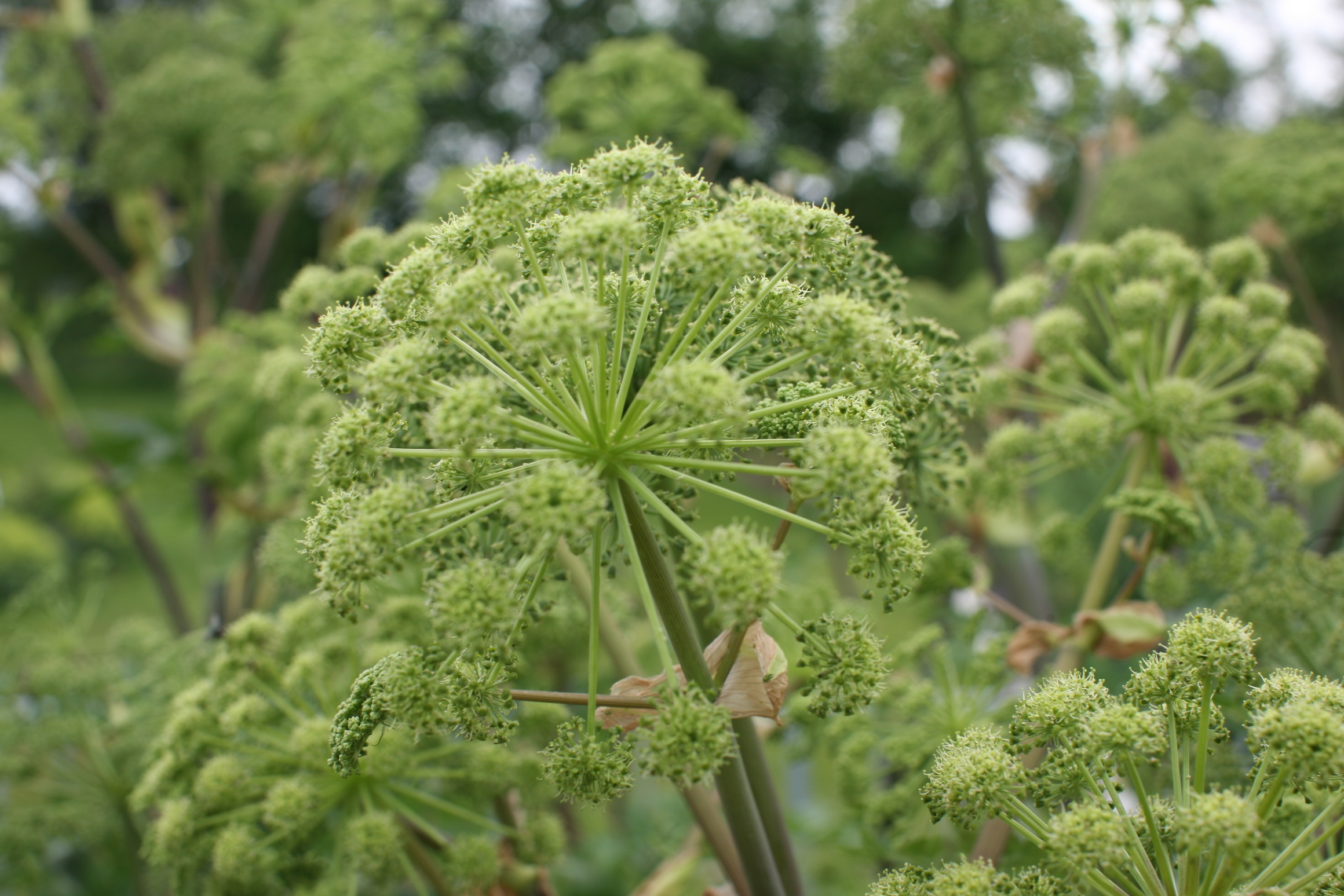 Hochsensible Menschen mit Heilpflanzen ganzheitlich behandeln