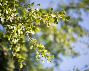 Heilpflanzen in der Geriatrie