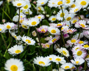 Heilpflanzen in der Kinderheilkunde