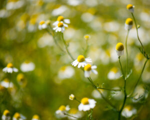 Heilpflanzen für Schwangerschaft und Stillzeit