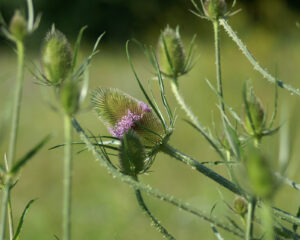 Ganzheitliche Therapiekonzepte zu Ausleitung und Entgiftung - Schwerpunkt Long Covid und Borreliose