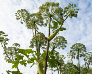 Ganzheitliche Behandlung von Ängsten mit Heilpflanzen